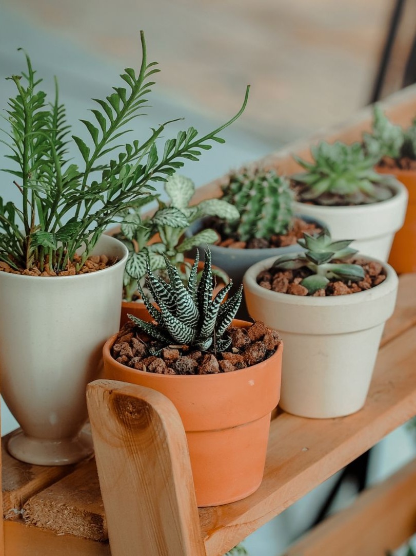 6 Best Indoor Plants To Add Greenery To Your Home