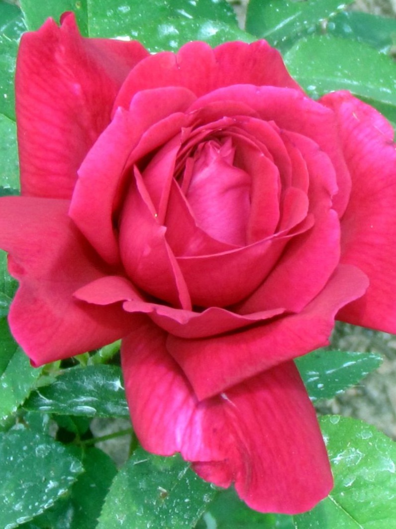 9 Popular Varieties Of Red Roses