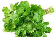 Here Is Why You Possibly Dislike The Taste Of Coriander, Details Inside
